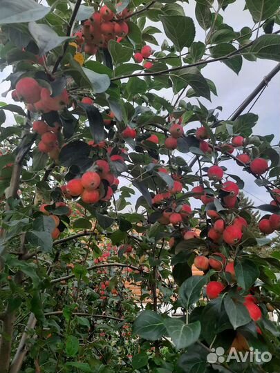 Продам яблоки полукультурка