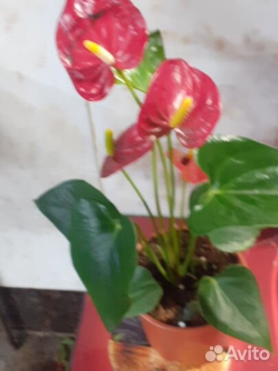 Антуриум красного цвета