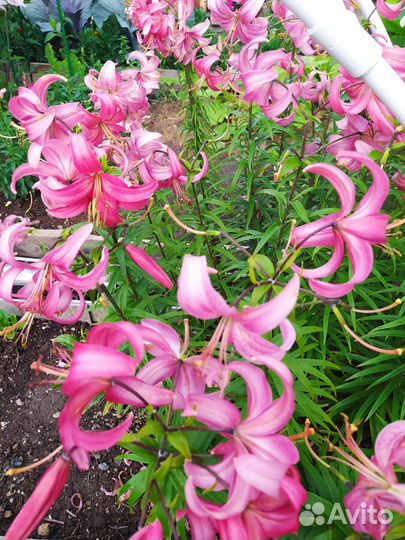 Лилии луковицы