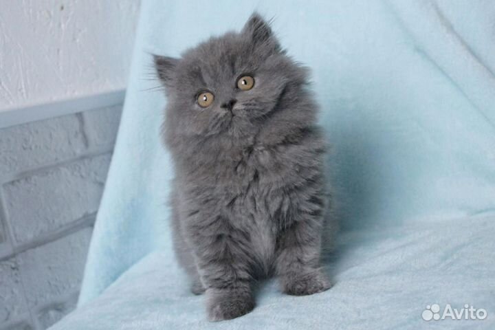 Красивая милая девочка Британский котенок