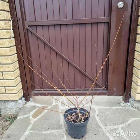 Ива хакуро нишики