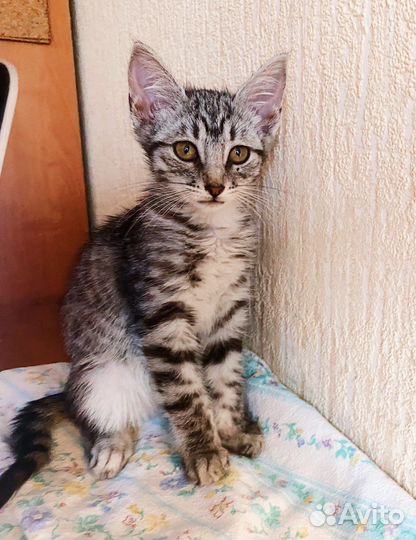 Котёнок волчёнок добрая девочка 2,5 мес