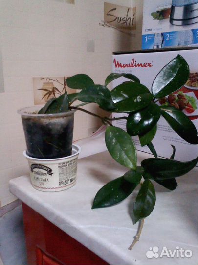 Цветок хойя