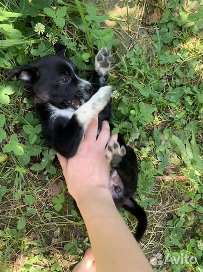 Щенок в добрые руки