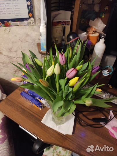 Тюльпаны опт/ розница