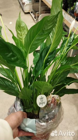 Спатифиллум (женское счастье)