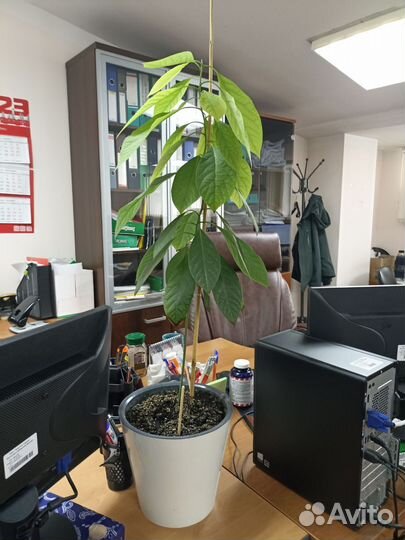 Авокадо растение