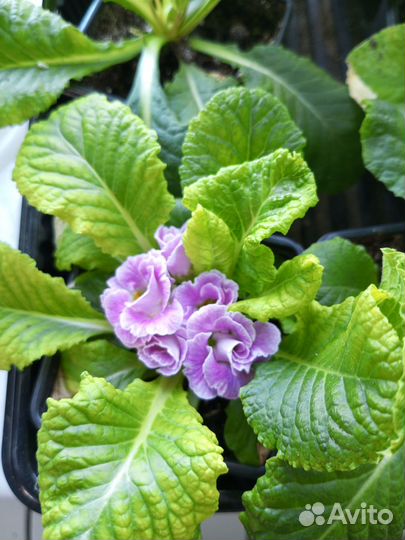 Примула розелла