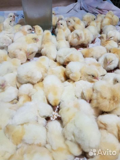 Петушки суточные