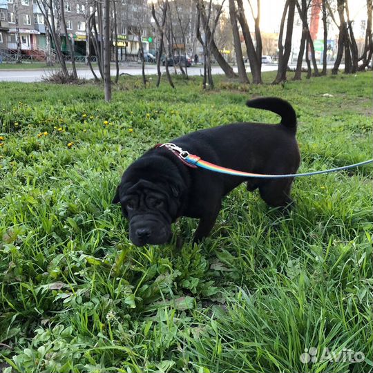 Шарпей ищет дом