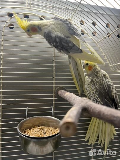 Попугай корелла