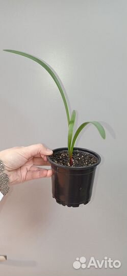 Зефирантес выскочка в горшке 0.4 л