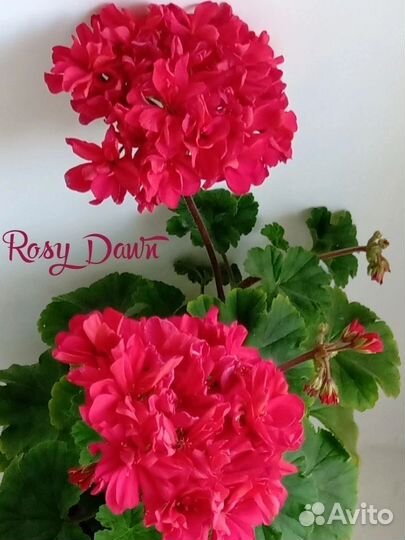 Пеларгония герань