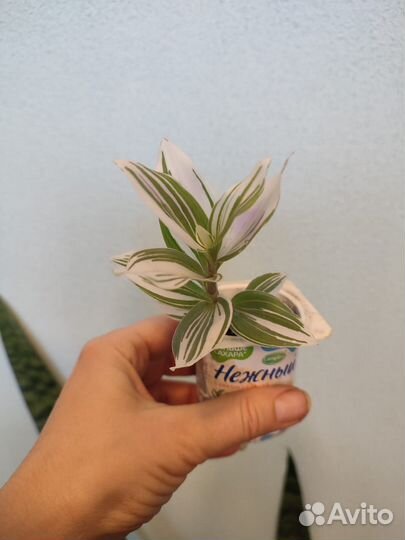 Домашние растения