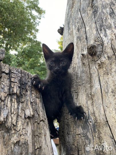 Котята