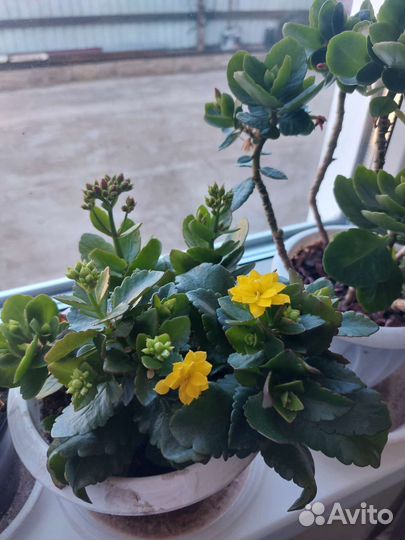 Фиалка в горшках, Каланхоль, Герань, Розы