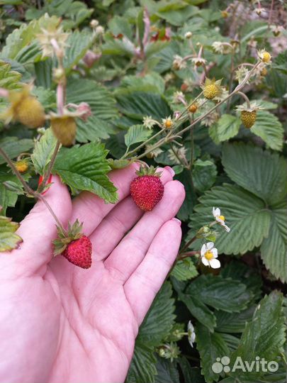Рассада земляники ремонтантной