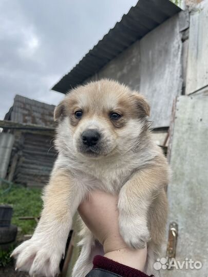 Щенки хаски