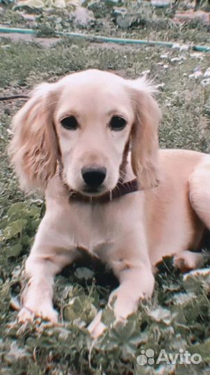 Щенки спаниеля, смесь