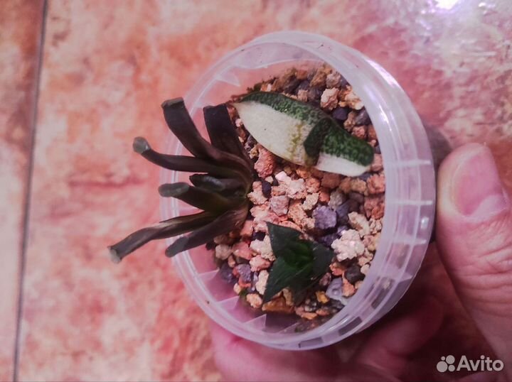 Haworthia и gasteria набором 7 штук