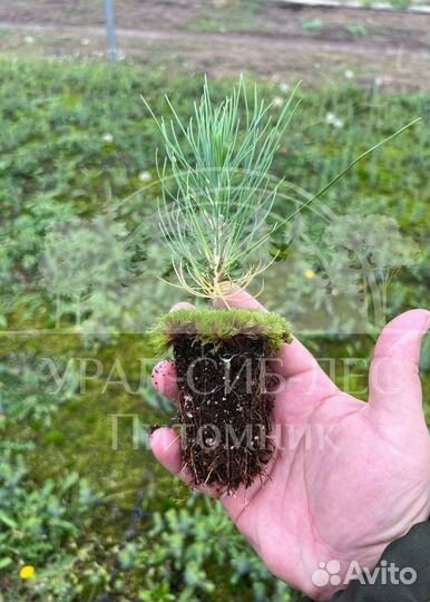 Лиственница Сибирская зкс сеянцы для лесовосстанов