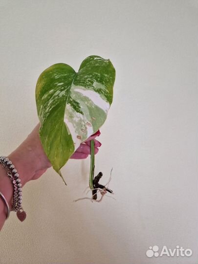 Монстера вариегатная Альба черенки
