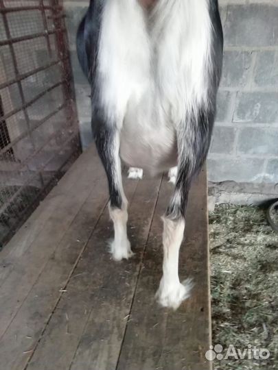 Коза дойная ламанча