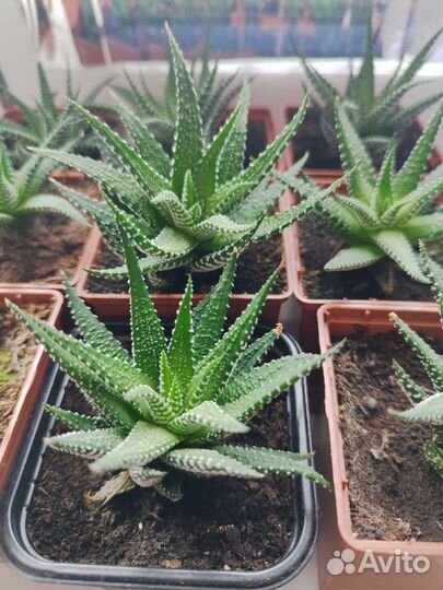 Хавортия полосатая