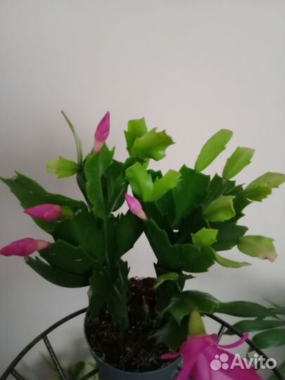 Декабрист шлюмбергера