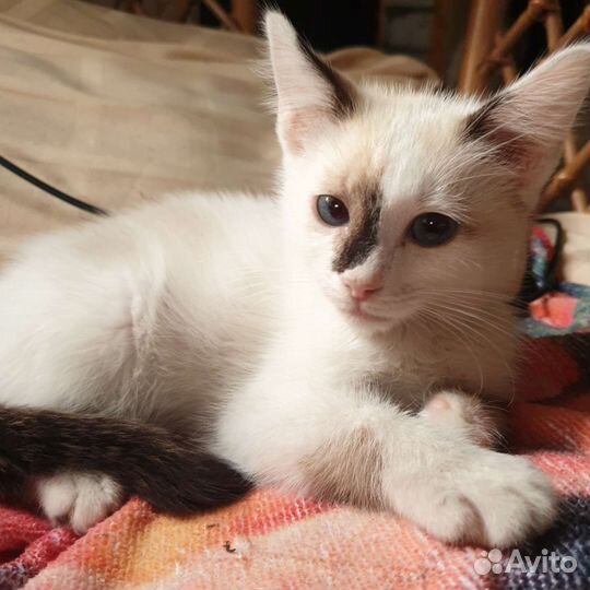 Кошка Милка, совсем котенок