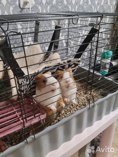 Морские свинки