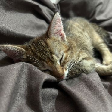Яванский котёнок