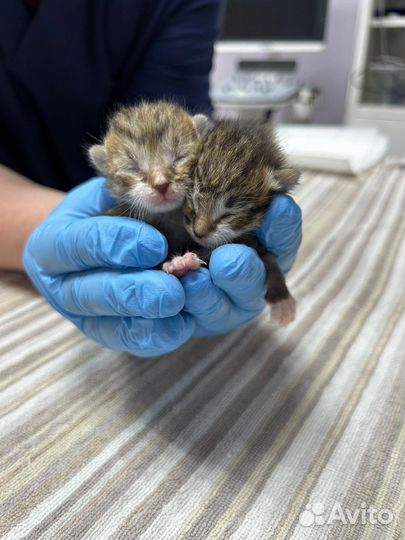 Отдам котят мальчик и девочка в добрые руки