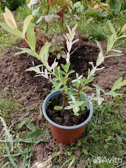 Ива хакуро нишики