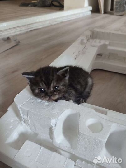 Британский котёнок