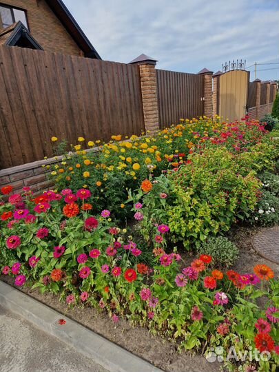 Цинии семена (3 вида)