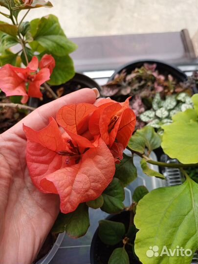 Бугенвиллея