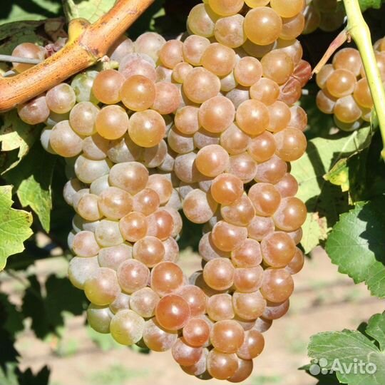 Виноград подарок магарача