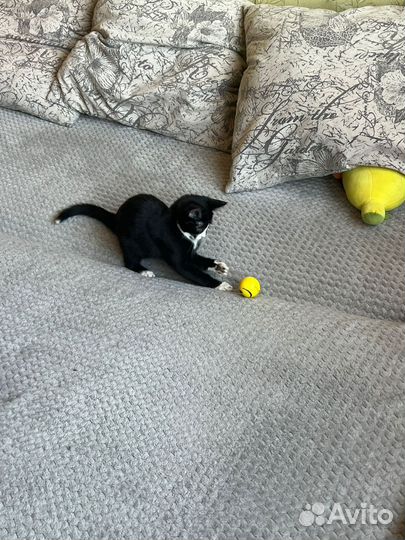 Котенок мальчик