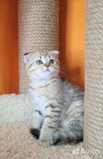 Шотландские котята с документами