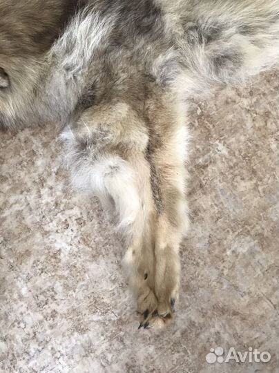 Шкура волка