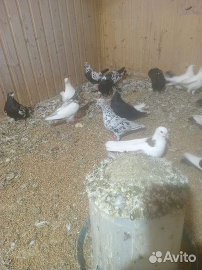 Голуби бакинцы мраморный, гривуны, бабочки