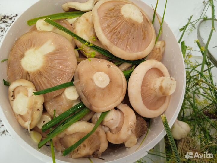 Грибы грузди