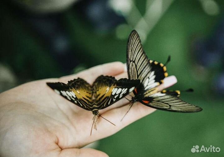 Купон/билет в парк живых тропических бабочек