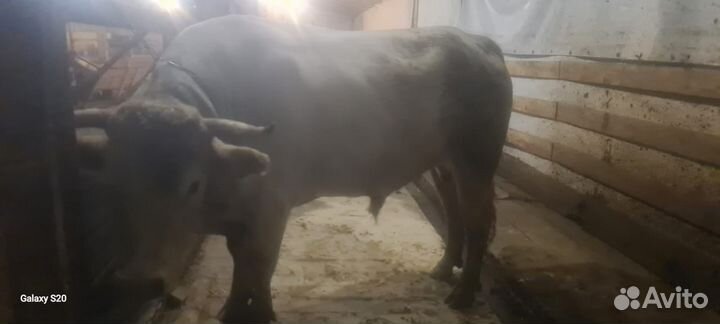 Бык Костромской породы