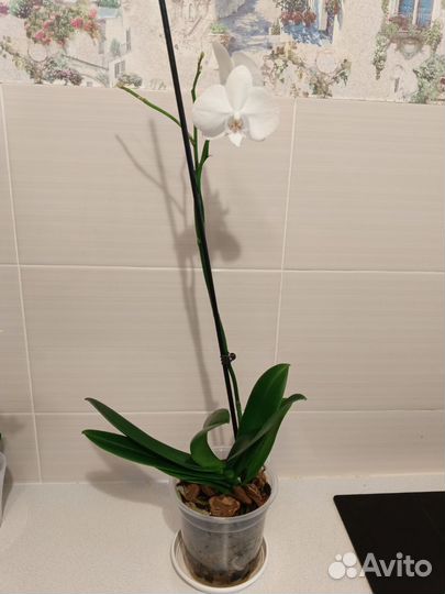 Орхидея фаленопсис