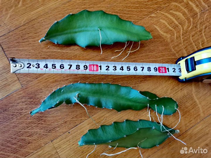 Фрукт дракона - питахайя, драгонфрут