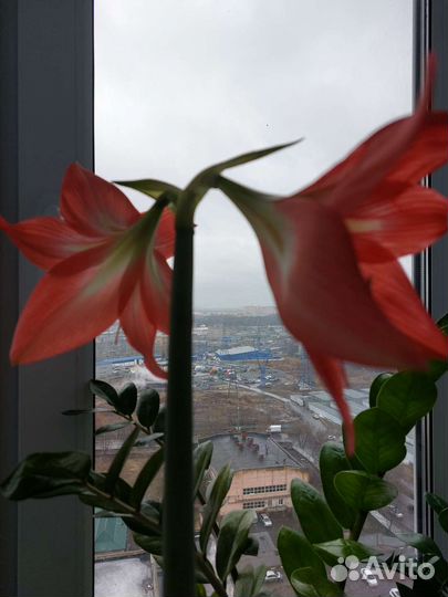 Гиппеаструм