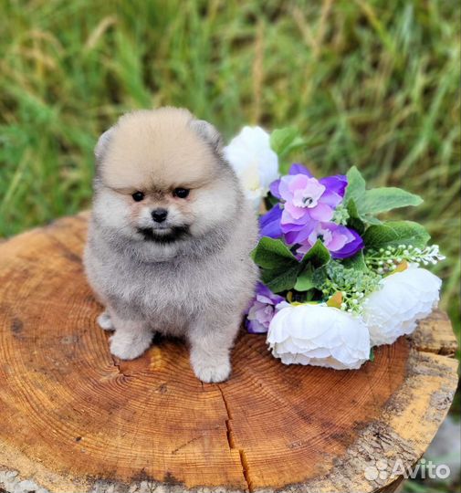 Померанский шпиц девочка