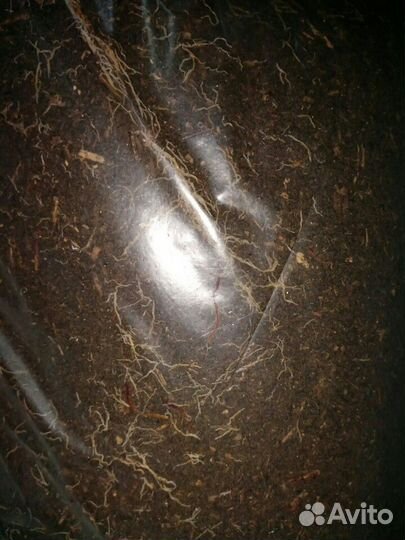 Профессиональной удобрение биоГумус